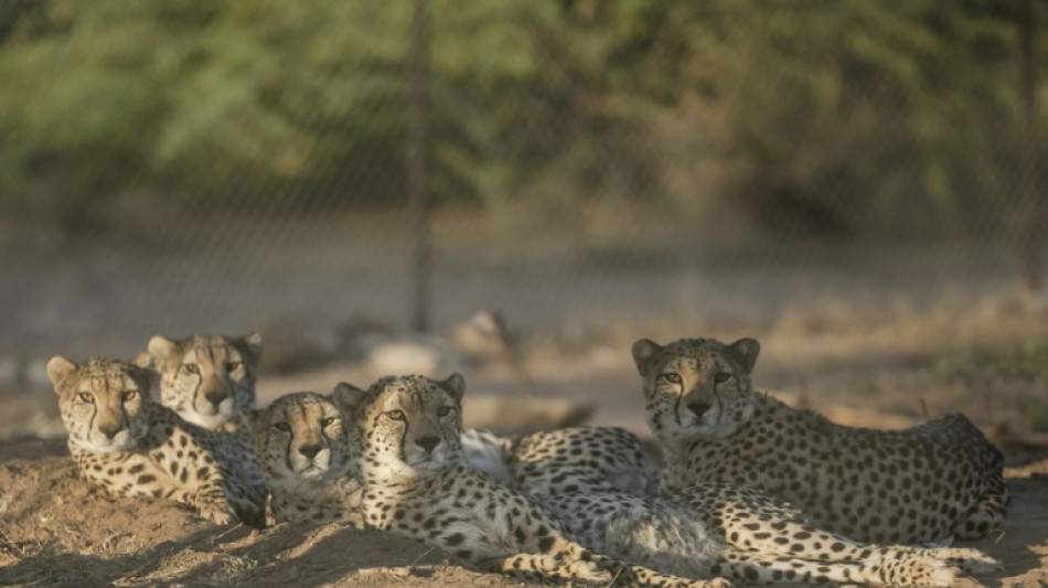  Somaliland centre saves cheetahs from trafficking to Gulf palaces 