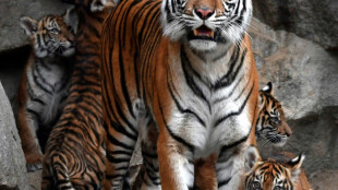 Afrique du Sud: les tigres menacés par l'élevage commercial vers l'étranger
