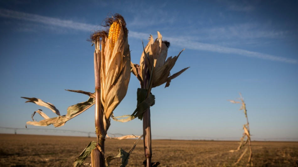 Año "catastrófico" para cosechas del medio-oeste de EEUU tras meses de sequía