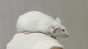 Funziona nei topi il trapianto di staminali contro l'ictus