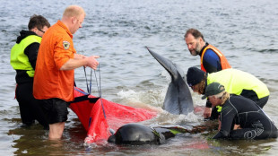 Cet&aacute;ceos varados, un fen&oacute;meno frecuente y dif&iacute;cil de explicar
