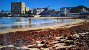 Allarme alghe a Cadice: un disastro per turismo ed ecosistema