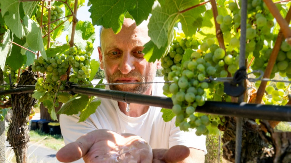  Heat is on as German winegrowers struggle to protect vines 