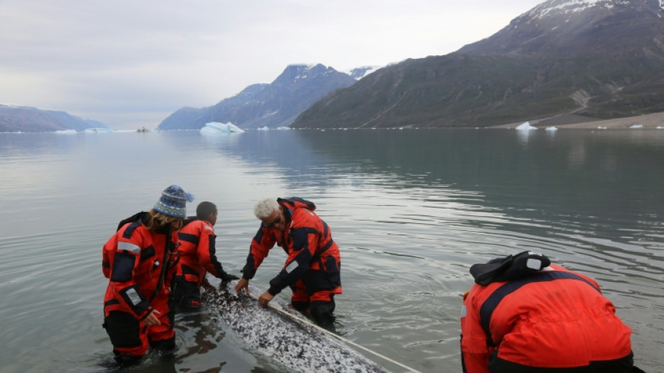  How narwhal 'scientists' track Arctic warming 