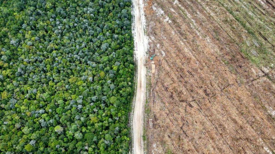  Indonesia orangutan forest cleared for 'carbon-neutral' packaging firm 