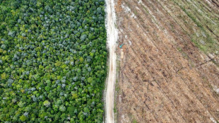 Une for&ecirc;t indon&eacute;sienne ras&eacute;e pour un fabricant d'emballages "neutres en carbone"
