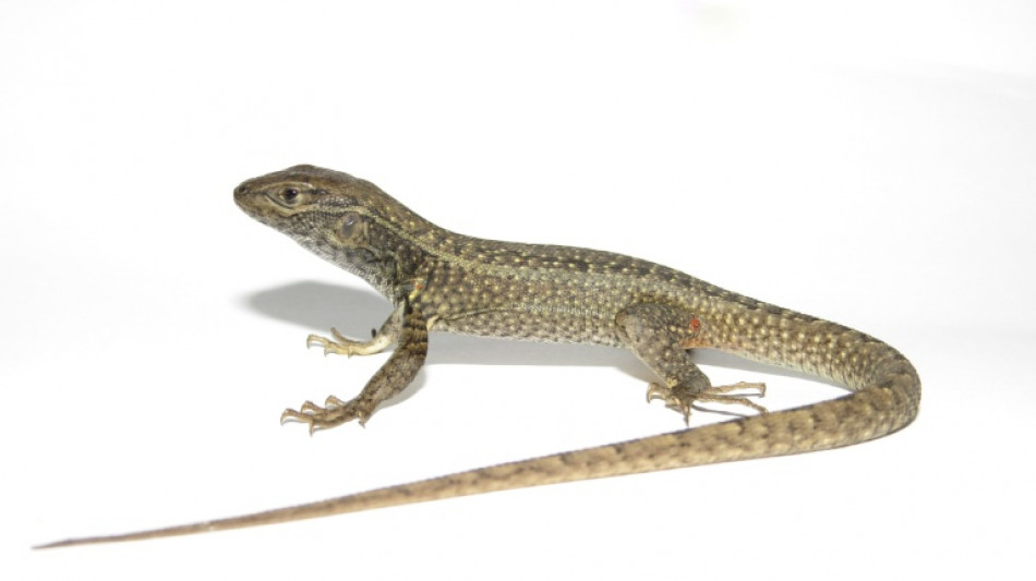  Hallan una nueva especie de lagartija en los andes de Per&uacute; 