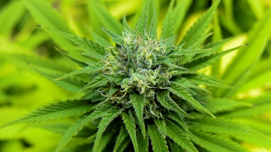 US-Repr&auml;sentantenhaus stimmt erneut f&uuml;r Legalisierung von Cannabis