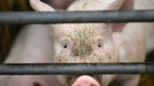 Dutzende Schweine sterben bei Stallbrand in Baden-Württemberg
