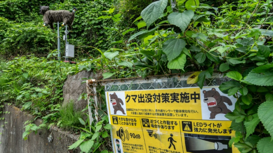  Jap&oacute;n instala 800 c&aacute;maras en las monta&ntilde;as ante el aumento de los ataques de osos 