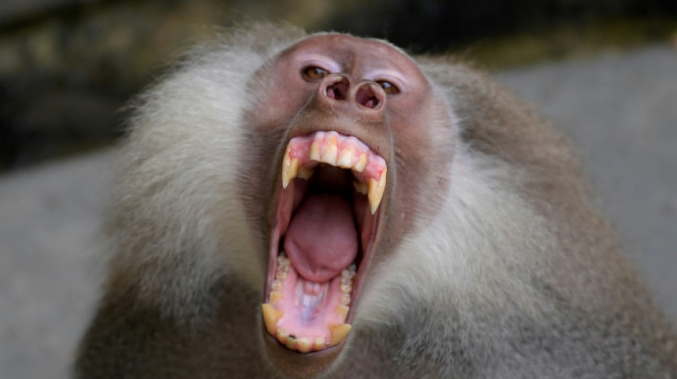 Primaten: Meist keine klare Dominanz von M&auml;nnchen oder Weibchen