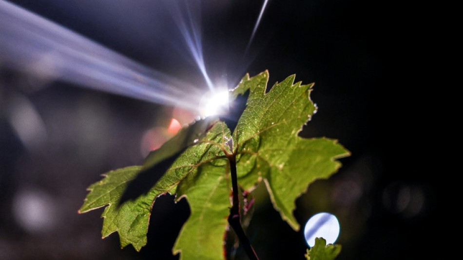  Portugal harvests grapes at night to beat the heat 