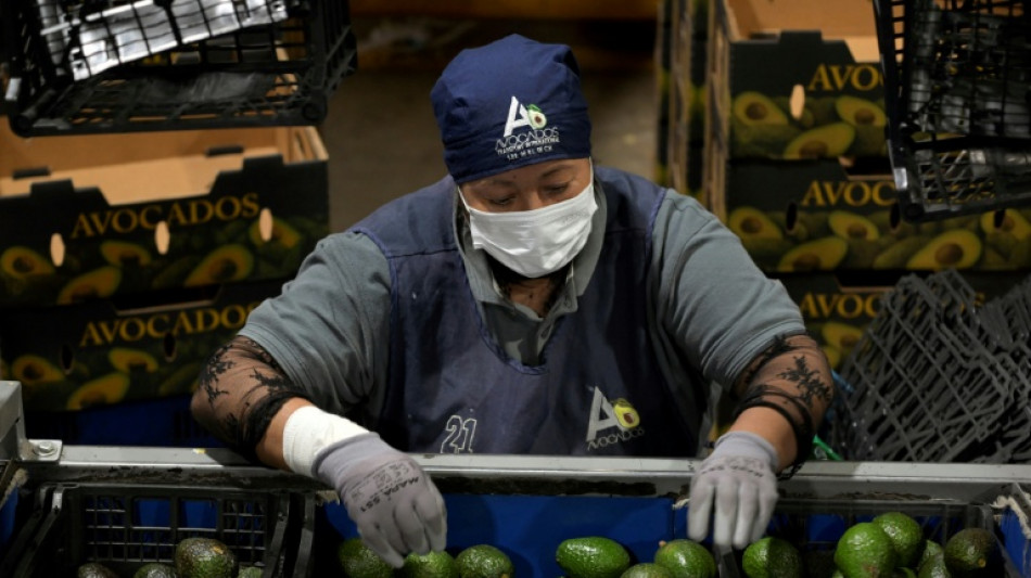  EEUU suspende importaciones de aguacate por una alerta de violencia en M&eacute;xico 