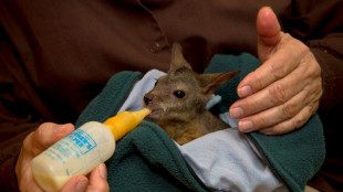 Australien stuft 15 weitere Arten als bedroht ein