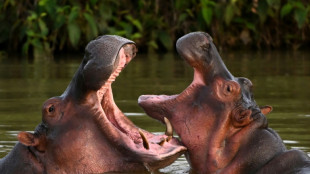 Colômbia não sabe mais o que fazer com os hipopótamos de Escobar