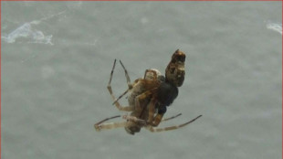 "Faut que j'y aille": des araignées mâles se catapultent après l'accouplement