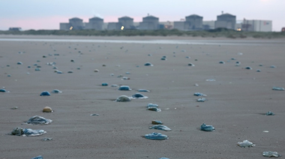  Quallenplage zwingt EDF in Frankreich zur Abschaltung von drei Akw-Bl&ouml;cken 