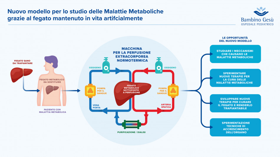 Fegati espiantati tenuti in vita per studio malattie metaboliche