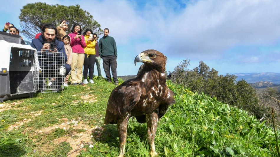 En Tunisie, de jeunes passionnés aident des rapaces à retrouver la vie sauvage
