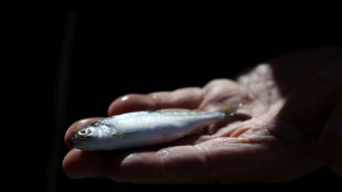 Miles de salmones sobreviven a accidente de tránsito al ser catapultados a un río