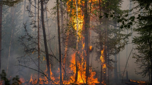 Les feux de forêt multipliés par deux dans le monde en 20 ans