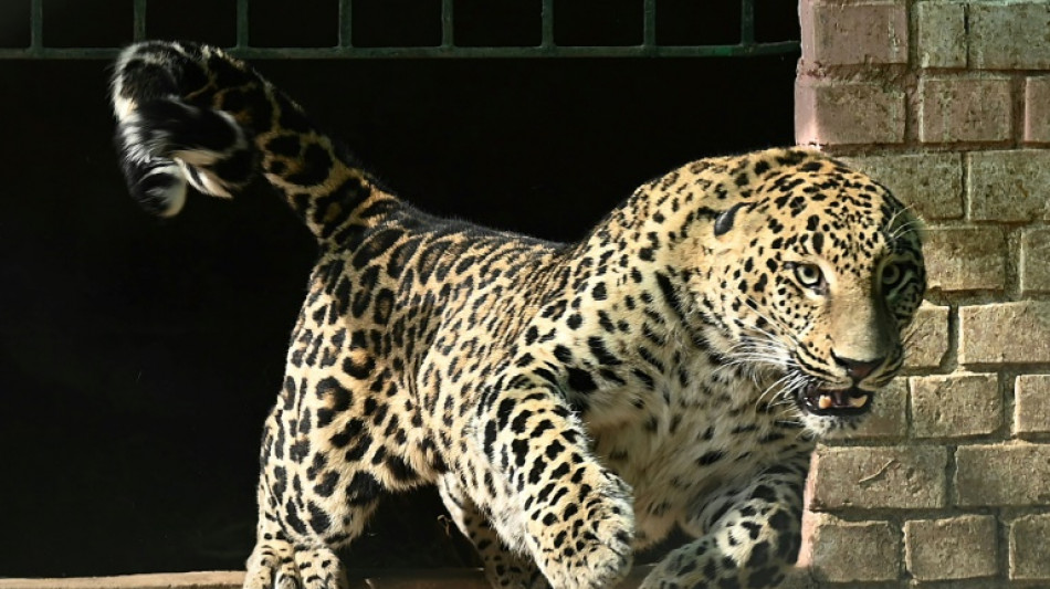 Un leopardo mascota siembra el p&aacute;nico en un barrio de la capital de Pakist&aacute;n