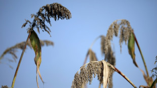El sorgo, con fama de adaptarse al cambio clim&aacute;tico, sufre por la sequ&iacute;a