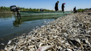 Milhares de peixes mortos encontrados nas margens de rio no Iraque