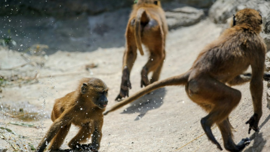 Nürnberger Tiergarten tötet Paviane - Tierschützer stürmen auf Gelände