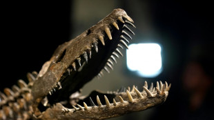 Esqueletos reconstruídos de dinossauros serão leiloados em Nova York
