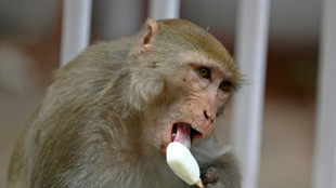 Índia usará 'homens macaco' para espantar primatas de sede de cúpula G20