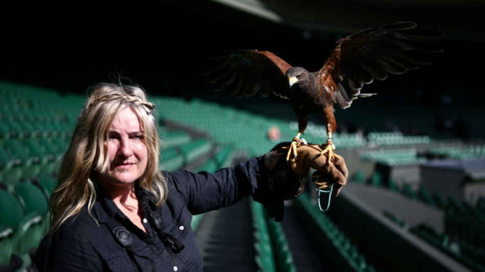  Rufus, le rapace star qui prot&egrave;ge le gazon de Wimbledon 