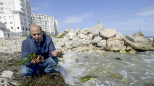 En Tunisie, les herbiers marins de posidonie risquent l'extinction