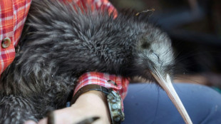 Nova Zelândia se mobiliza para salvar o kiwi, sua ave-símbolo