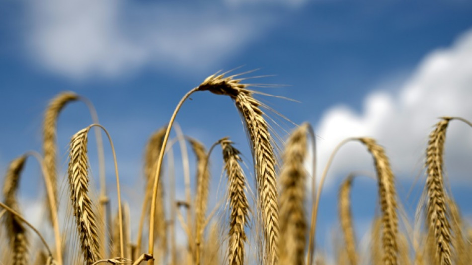 Trotz N&auml;sse nach monatelanger Trockenheit: Agrarminister h&auml;lt Ernte f&uuml;r sicher