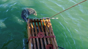 En Lituanie, une opération pour sauver les phoques menacés par la fonte de la banquise 