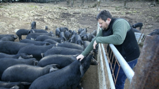 Filière porcine: le gouvernement annonce un "plan d'urgence" de 270 millions d'euros