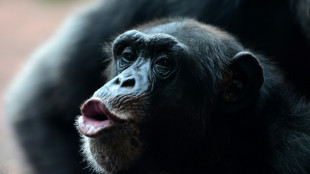 Schimpansengruppe im Leipziger Zoo treibt früheren Anführer in den Tod