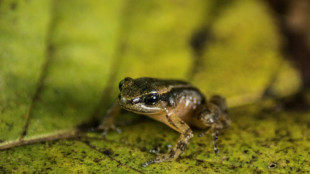 Laboratorio de Venezuela busca salvar a rana única amenazada de extinción