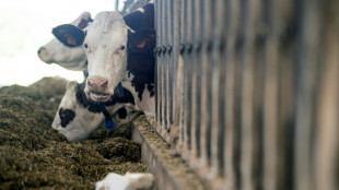 Zahl der Viehhaltungsbetriebe sinkt weiter