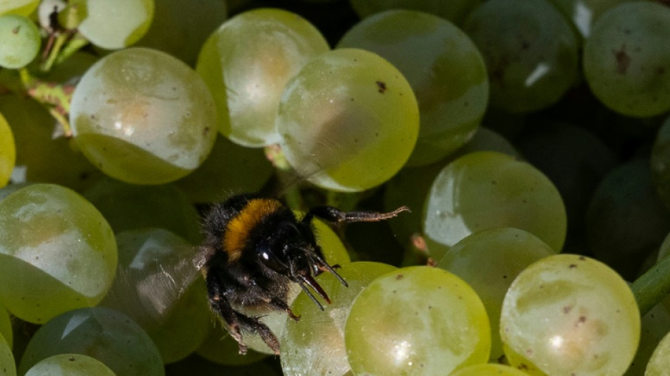  In France's north, winegrowers bet on a warmer future 