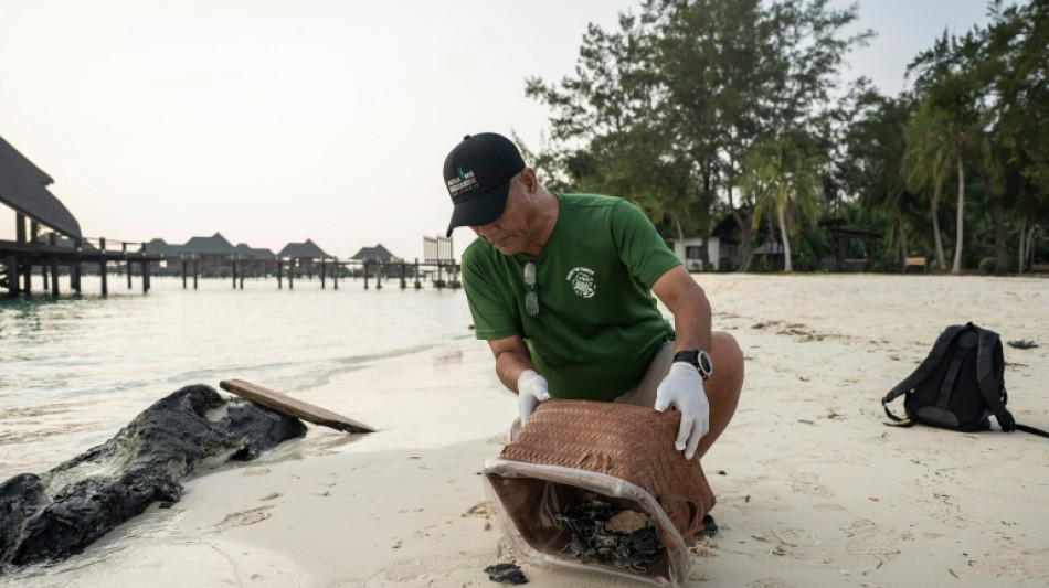  Face au d&eacute;clin des esp&egrave;ces, la tortue verte offre une lueur d'espoir 