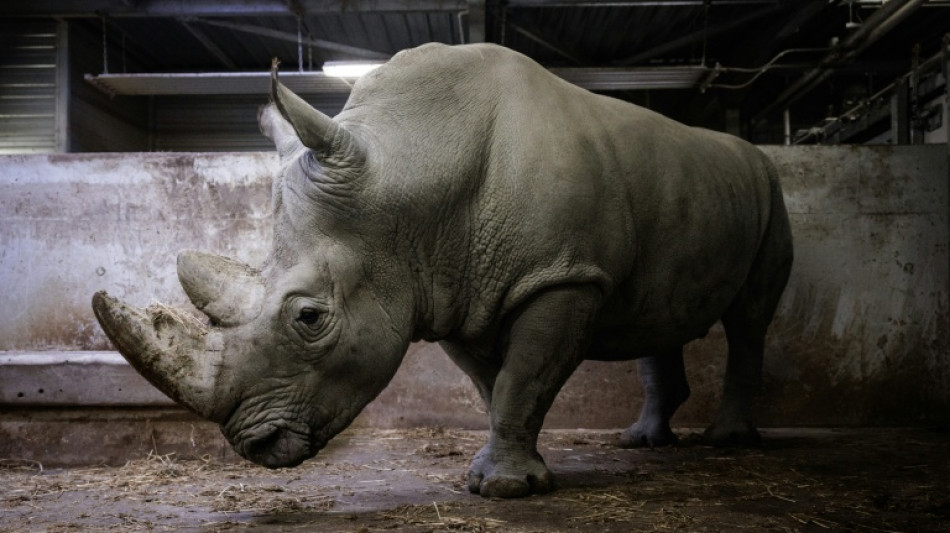  Rinoceronte del zoo de Par&iacute;s trasladado a M&eacute;xico para preservar diversidad gen&eacute;tica de la especie 