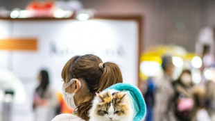 Aplicativo criado no Japão afirma detectar a dor dos gatos