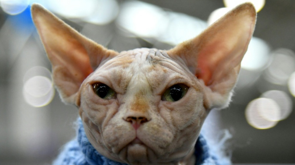  Urteil: Anordnung zu Kastration zweier Nacktkatzen in Rheinland-Pfalz rechtens 