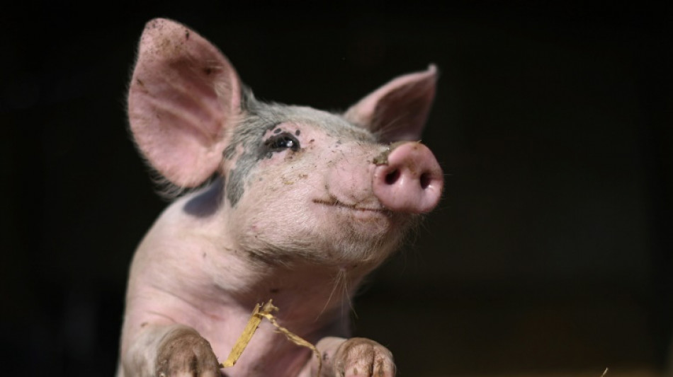 Même les porcs méritent qu'on les écoute, selon des chercheurs