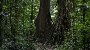 Quedan más de 9.000 especies de árboles por descubrir, según estudio