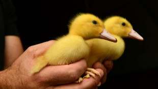 Entenk&uuml;ken von Autobahn bei Mannheim gerettet