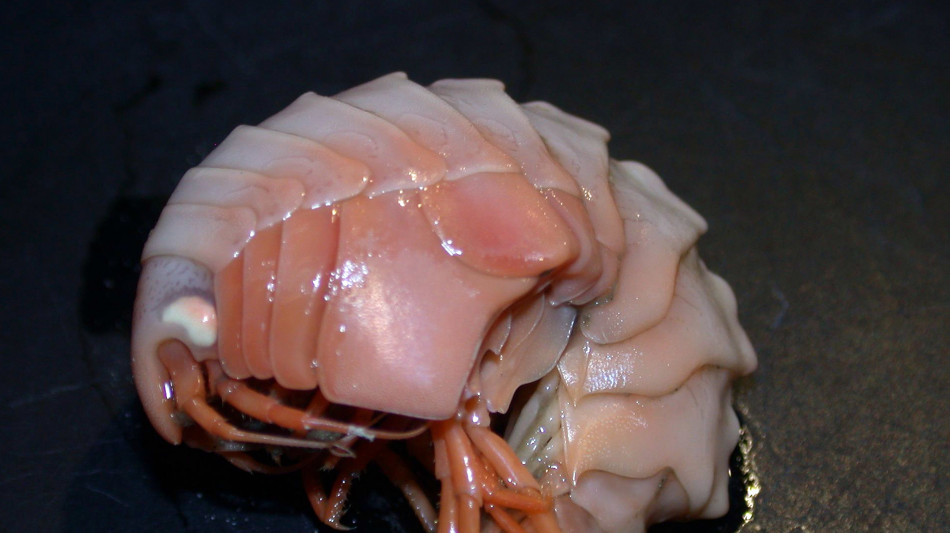  Nelle profondit&agrave; del Pacifico scoperte 24 specie di crostacei 
