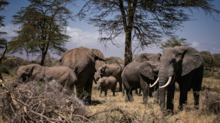 Berühmte kenianische Elefantenkuh stirbt während Dürre